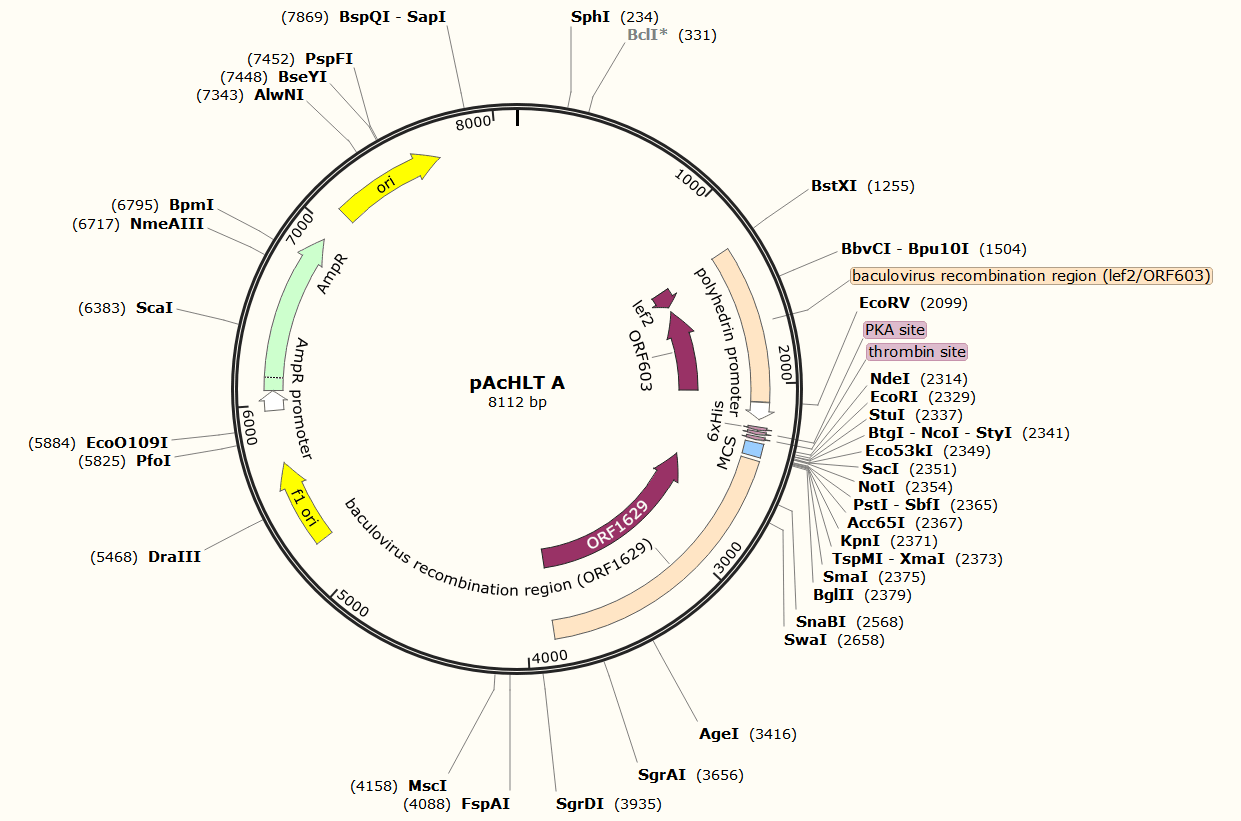 pAcHLT A载体图谱